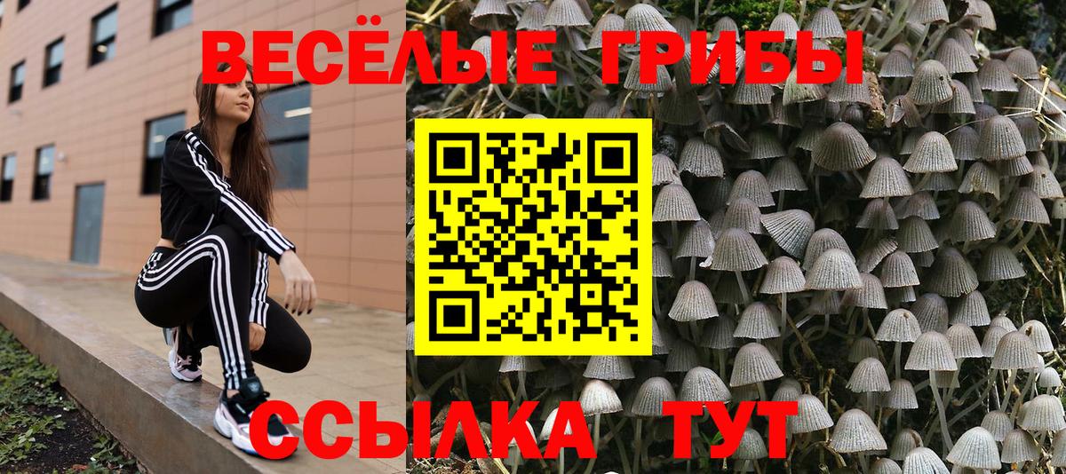 Псилоцибиновые грибы Psilocybe  Северобайкальск 